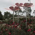 View Event: Mornington Botanical Rose Garden