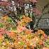 View Event: Mount Macedon - Duneira Estate