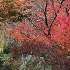 View Event: Mount Macedon - Viewfield Garden