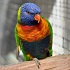 View Event: Mt Helen - Ballarat Bird World