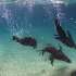 View Event: Polperro Dolphin Swims (Sorrento)