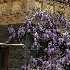 View Event: Rippon Lea House & Gardens (Elsternwick)