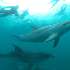 View Event: Sea All Dolphin Swims (Queenscliff)