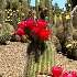 View Event: Strathmerton - Cactus Country