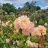 View Event: Victoria State Rose Garden (Werribee South)