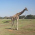 View Event: Werribee Open Range Zoo (Werribee South)