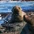 View Event: Wildlife Coast Cruises (Phillip Island)