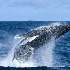 View Event: Wildlife Coast Cruises (Wilsons Promontory)