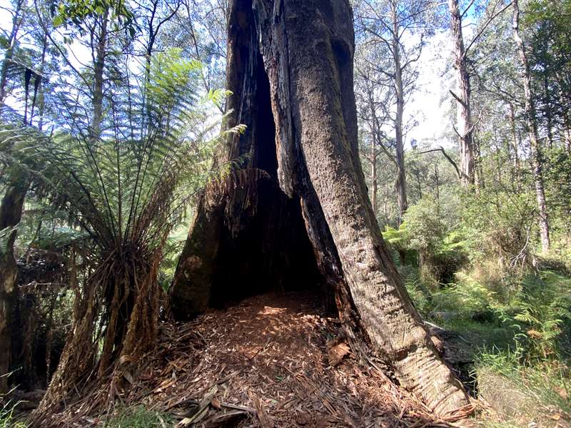Toolangi - Kalatha Giant Tree Walk