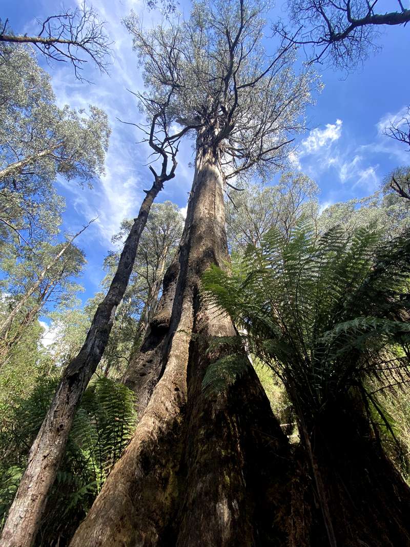 Toolangi - Kalatha Giant Tree Walk