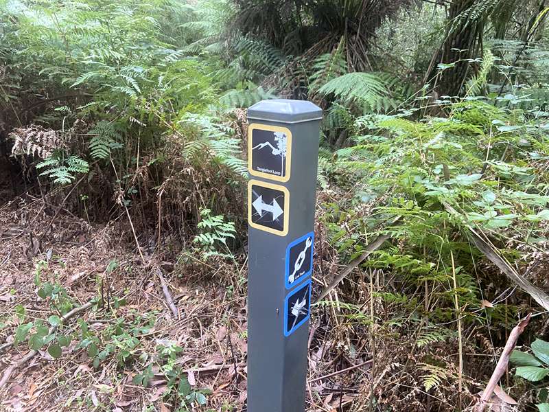 Toolangi - Tanglefoot Loop Walk