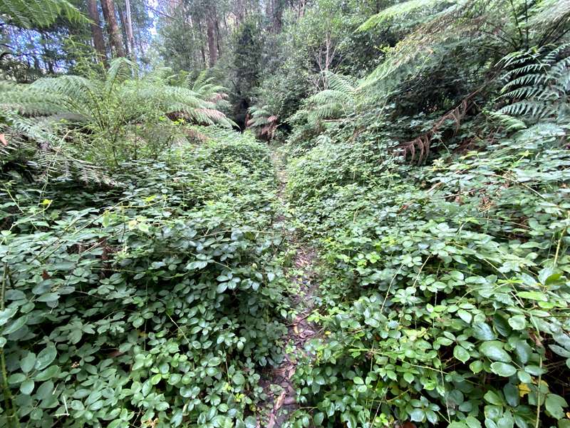 Toolangi - Tanglefoot Loop Walk