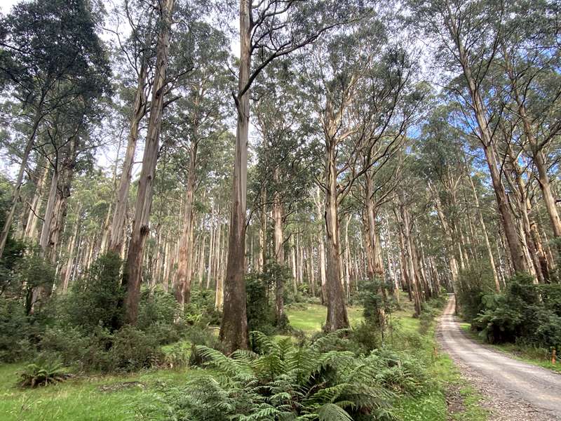 Toolangi - Tanglefoot Loop Walk