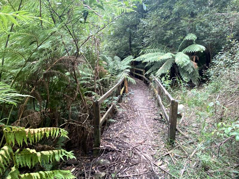 Toolangi - Tanglefoot Loop Walk