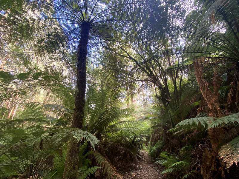 Toolangi - Tanglefoot Loop Walk