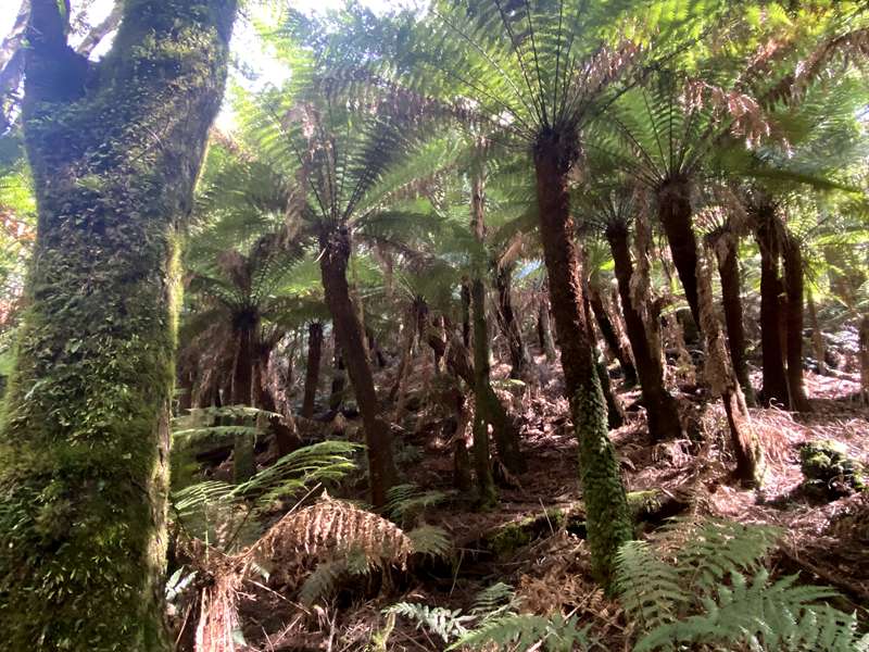 Toolangi - Wirrawilla Rainforest Walk