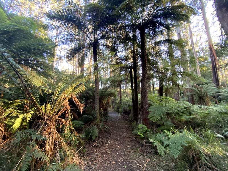 Toolangi - Yea River Walk