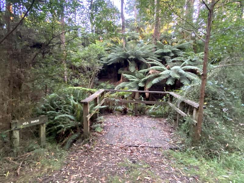 Toolangi - Yea River Walk