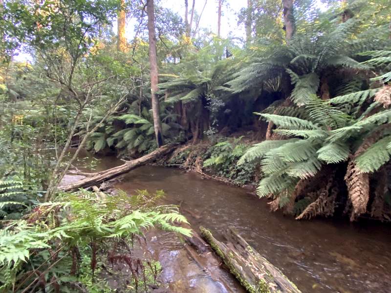 Toolangi - Yea River Walk