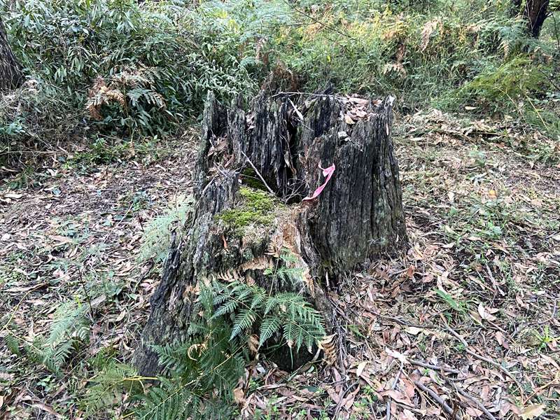 Toolangi Sculpture Trail (Toolangi)