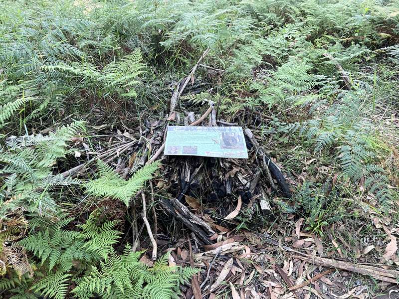 Toolangi Sculpture Trail (Toolangi)