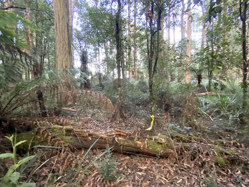 Toolangi Sculpture Trail (Toolangi)