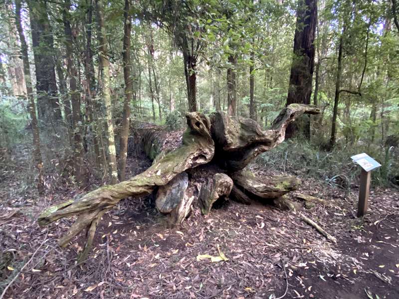 Toolangi Sculpture Trail (Toolangi)