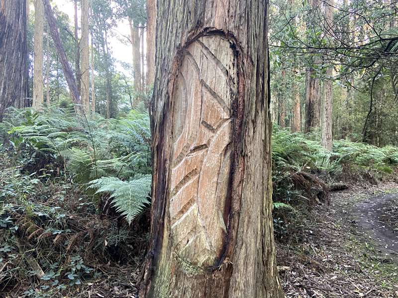 Toolangi Sculpture Trail (Toolangi)