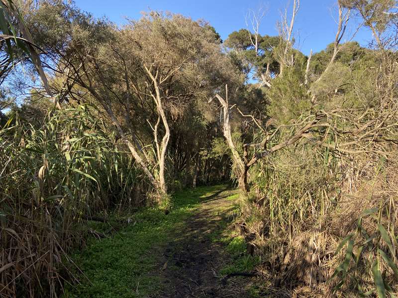 Tootgarook Wetlands (Capel Sound)