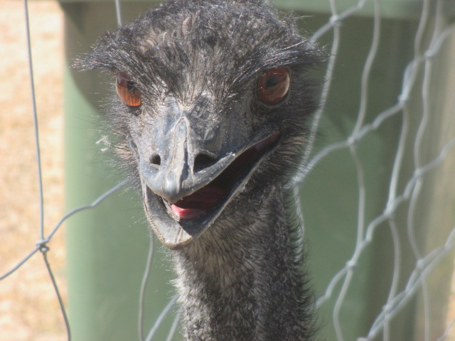 Halls Gap Zoo