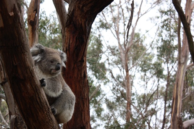 Koala Conservation Centre