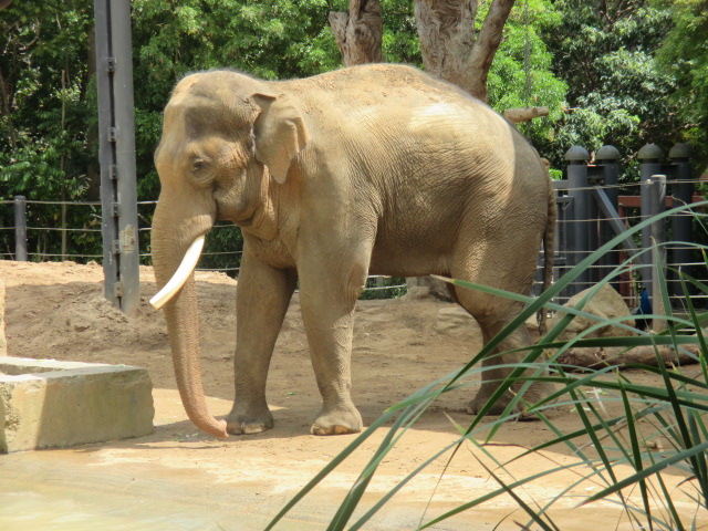 Melbourne Zoo