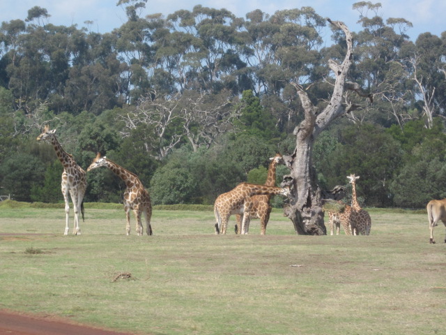 Werribee Open Range Zoo