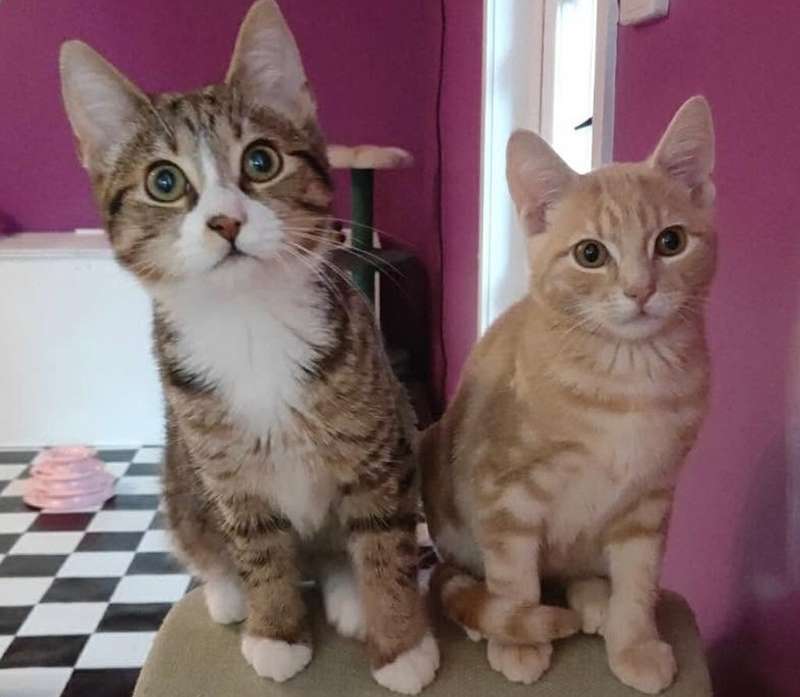 Traralgon - Grounded Paws Cat Cafe
