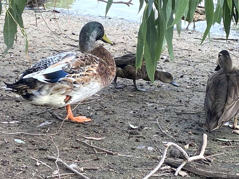 Traralgon Railway Reservoir Conservation Reserve