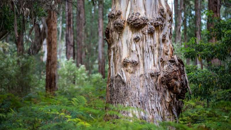 Traralgon - Scenic Drive (Strzelecki Trail Route 94)