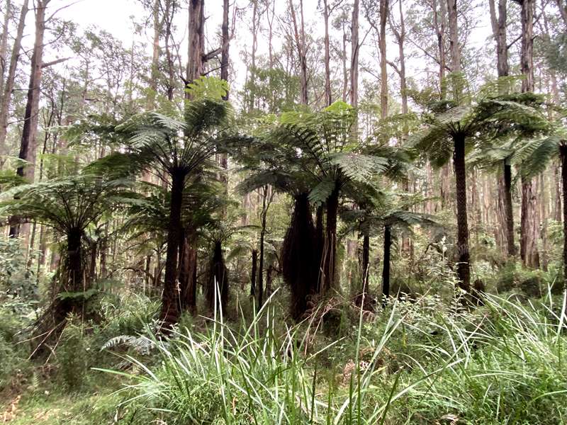 Tregellas Loop Forest Walk (Sherbrooke)