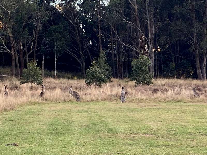 Trentham - Wombat Trail