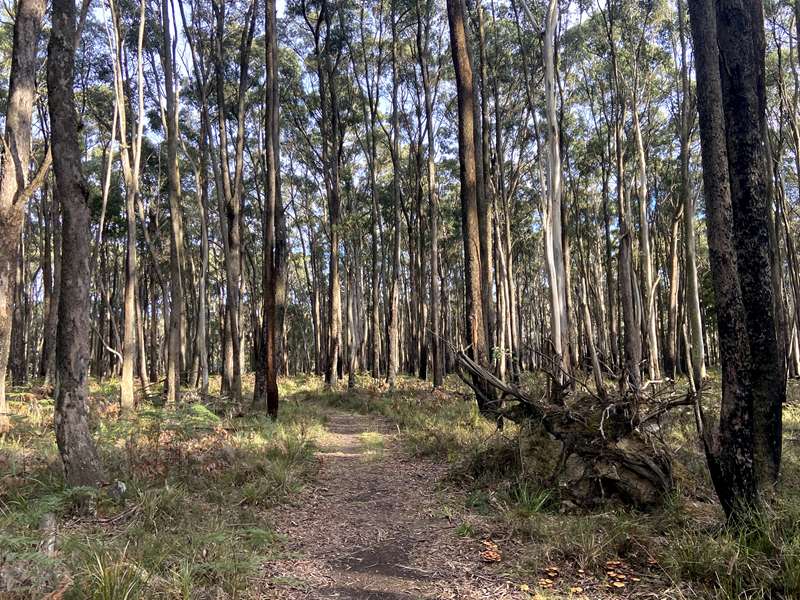 Trentham - Wombat Trail