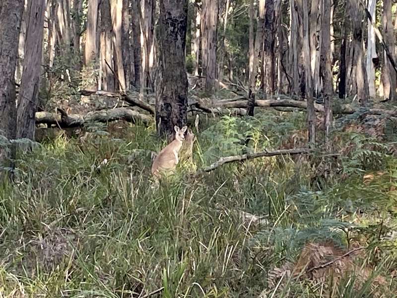 Trentham - Wombat Trail