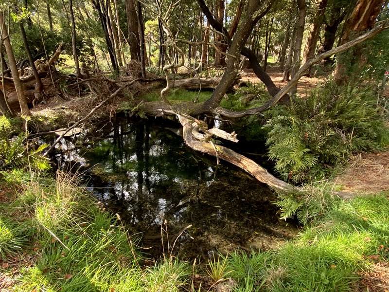 Trentham - Wombat Trail
