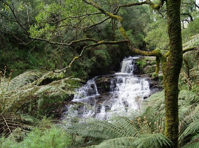 Turtons Creek Falls