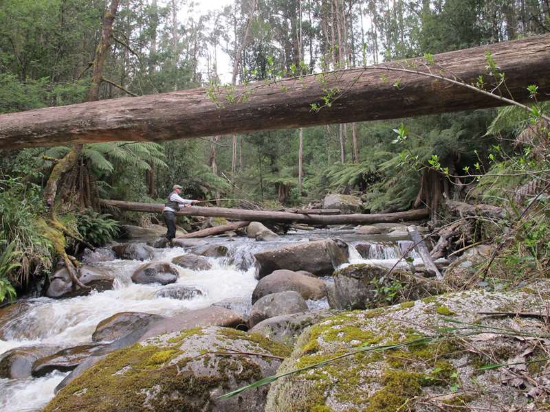 Twig and Stream Fly Fishing