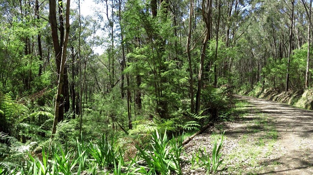 Tyers - Tyers Regional Park