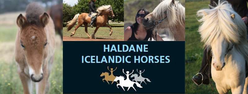 Tyrendarra - Haldane Icelandic Horses