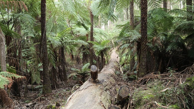 Upper Yarra Reservoir Park (Reefton)