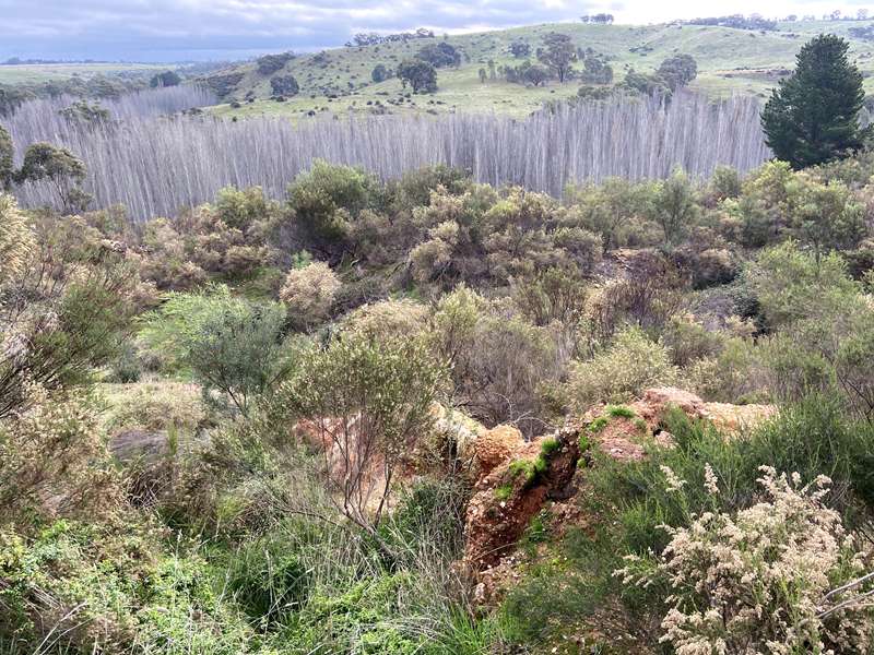 Vaughan - Red Knob Gold Mining Landscape