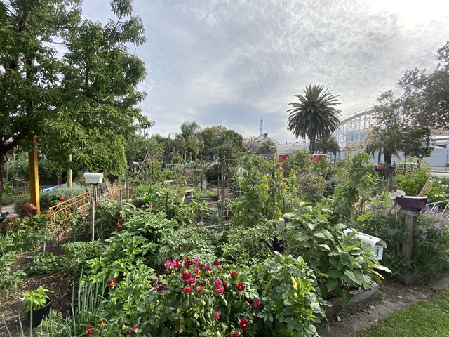 Veg Out Community Gardens (St Kilda)