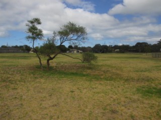 Vern Wright Reserve Fenced Dog Park (Rosebud West)