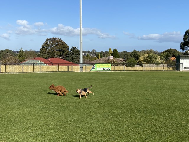 Walker Reserve Dog Off Leash Area (Wantirna South)